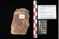 Foto (Objekt + Etikett) von Myrica lignitum Unger (NHMW-GEO-2024-0188-0618)